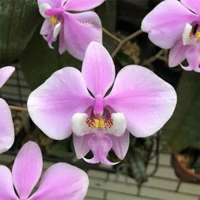 Фаленопсис Шиллера (Phalaenopsis chilleriana) фото