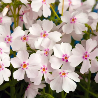 Флокс Amazing Grace фото