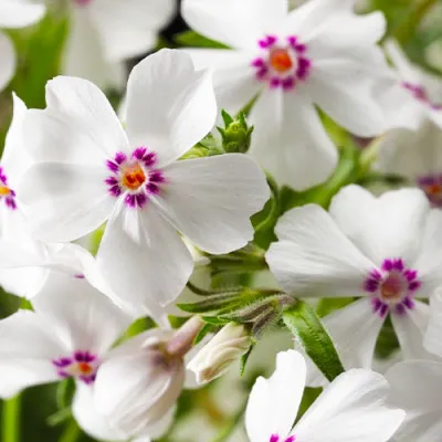 Флокс Amazing Grace фото