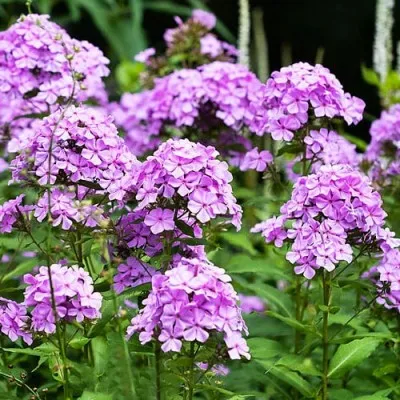 Флокс Amethyst фото