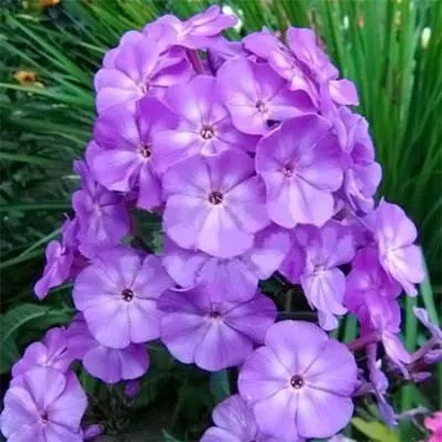 Флокс Andre фото