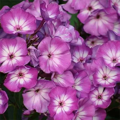 Флокс Andre фото