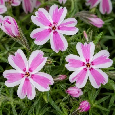 Флокс Candy Stripes фото