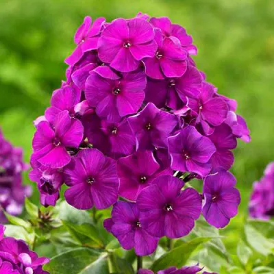 Флокс Dusterlohe фото