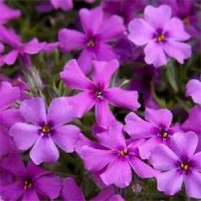 Флокс Early Spring Purple фото