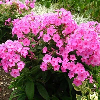 Флокс Flame Pink фото