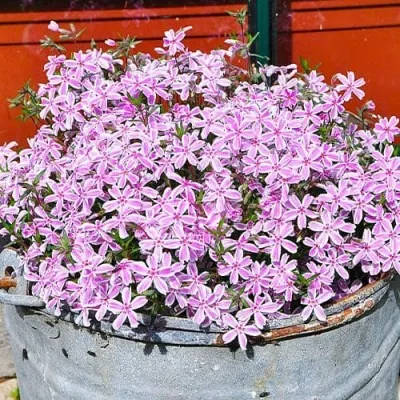 Флокс Kimono Pink-White фото