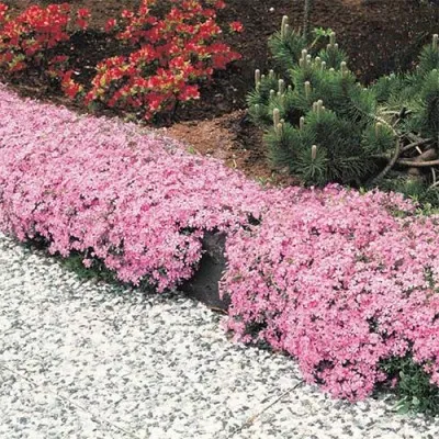 Флокс Moerhemii фото