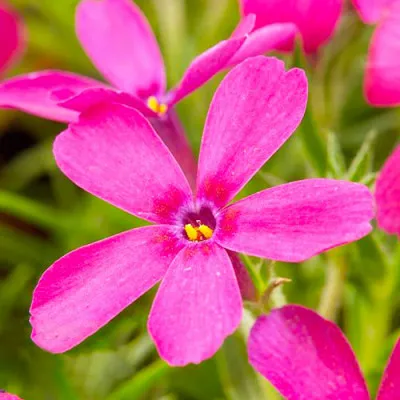 Флокс Ochsenblut фото