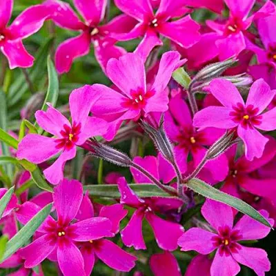 Флокс Scarlet Flame фото