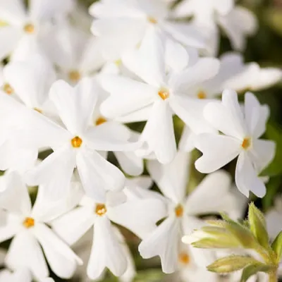 Флокс Snowflake фото