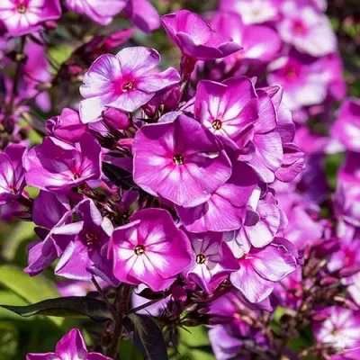 Флокс Sweet Summer Surprise фото