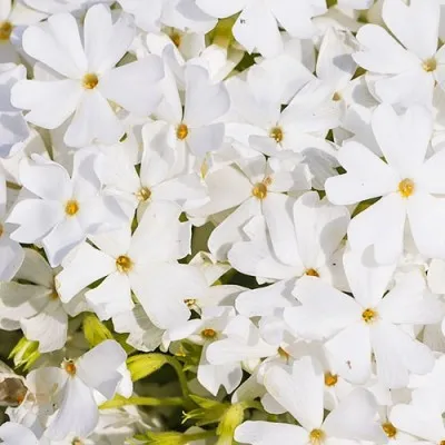 Флокс Fabulous White фото