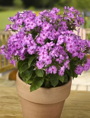 Флокс Junior Abundance фото