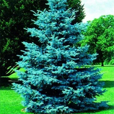 Ель колючая Glauca Majestic Blue фото