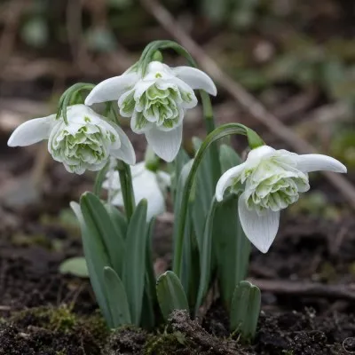 Подснежник Flore Pleno фото