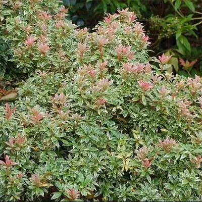 Пиерис Little Heath фото
