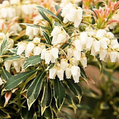 Пиерис Variegata фото