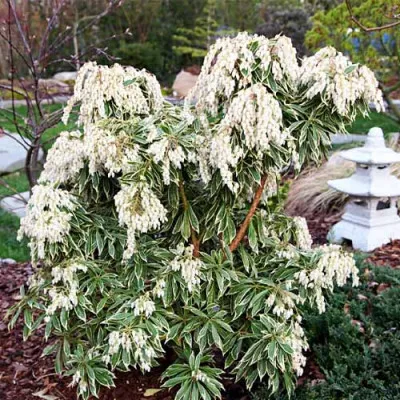 Пиерис Variegata фото