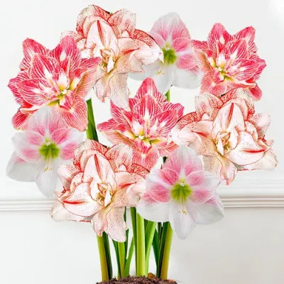 Комплект амариллисов Pink Champagne фото