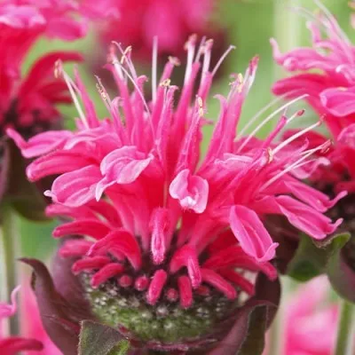 Монарда Pink Lace фото