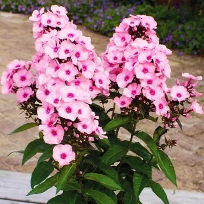 Флокс Famous Pink with Eye фото