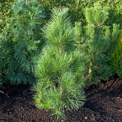 Сосна черная Pyramidalis фото