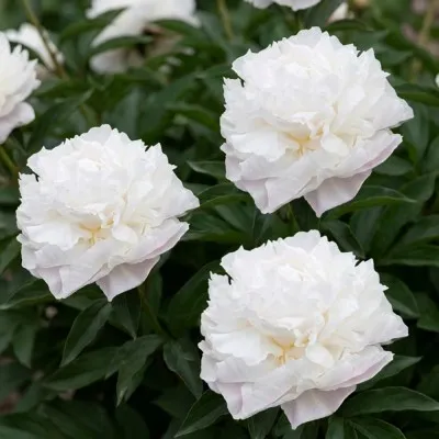 Пион Camellia White фото
