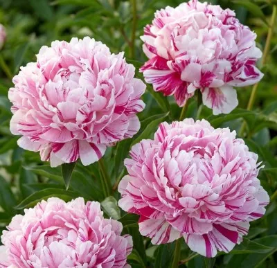 Пион Candy Stripe фото