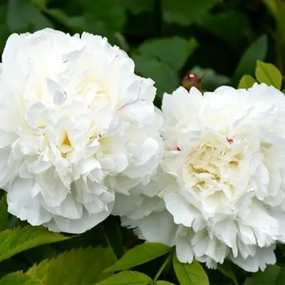 Пион Duchesse de Nemours 3-5 почек фото