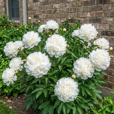 Пион Duchesse de Nemours фото