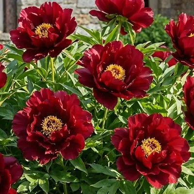 Пион ITOH Chief Black Hawk фото
