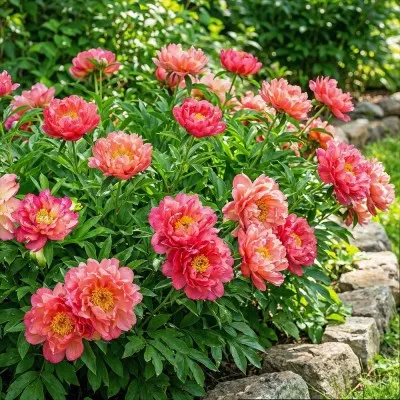 Пион ITOH Julia Rose 4-6 почек фото