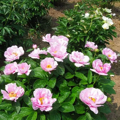 Пион May Lilac фото