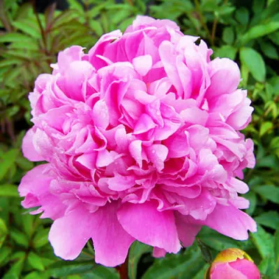 Пион Pink Parfait фото