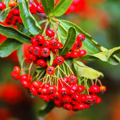 Пираканта Red Cushion фото