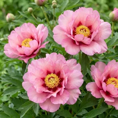Пион ITOH Pastel Splendor фото