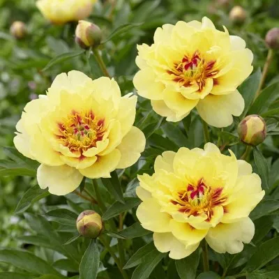 Пион ITOH Yellow Waterlily фото
