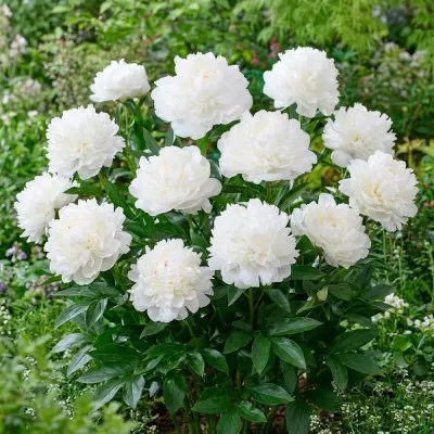 Пион Mothers Choice 3-5 почек фото