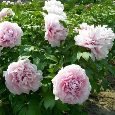 Пион Peachblossom Covered with Snow Xue Ying Tao Hua древовидный фото