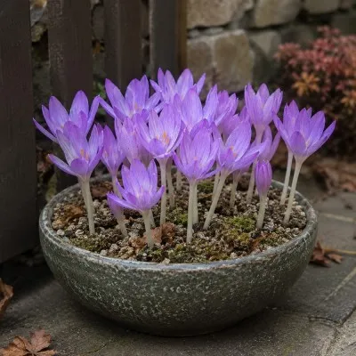 Безвременник (Кольчикум) Cilicicum Purpureum фото