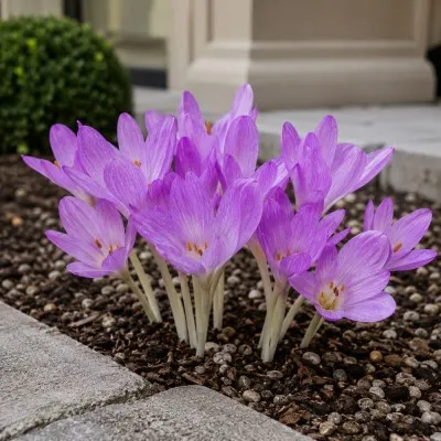 Безвременник (Кольчикум) Cilicicum Purpureum фото
