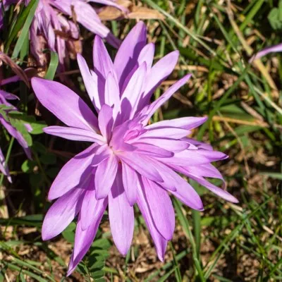 Безвременник (Кольчикум) Autumnale Pleniflorum фото