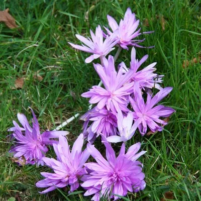 Безвременник (Кольчикум) Autumnale Pleniflorum фото