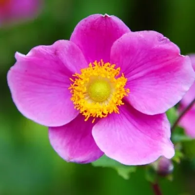 Анемона Hadspen Abundance фото