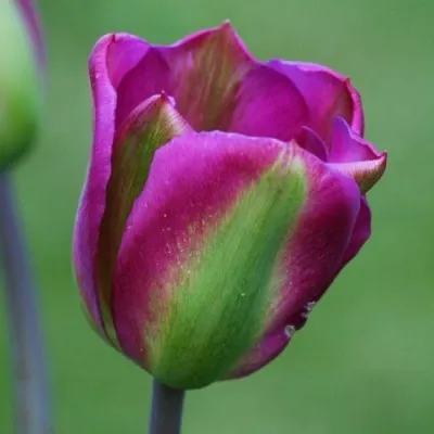 Тюльпан Violet Bird 30 шт/уп фото