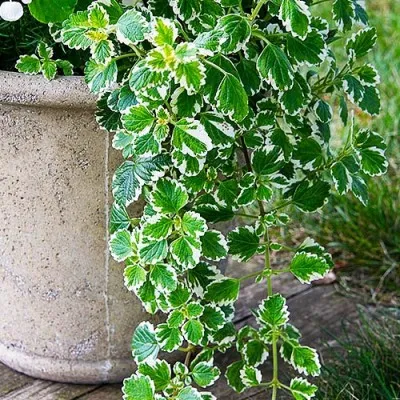 Плектрантус колеусовидный Variegata фото