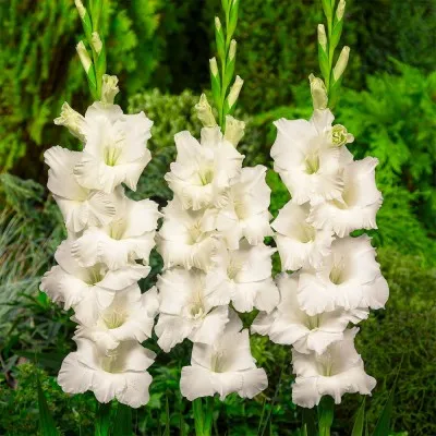 Подарок! Гладиолус White фото
