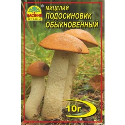 Подосиновик обыкновенный фото