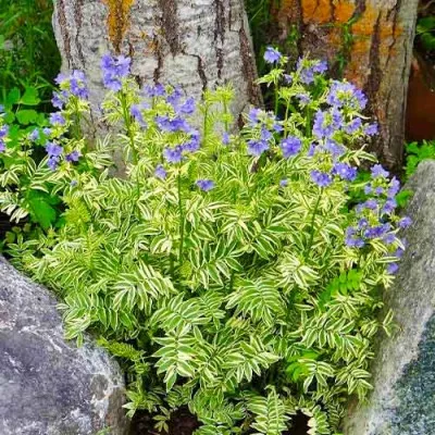 Полемониум Brise d'Anjou фото